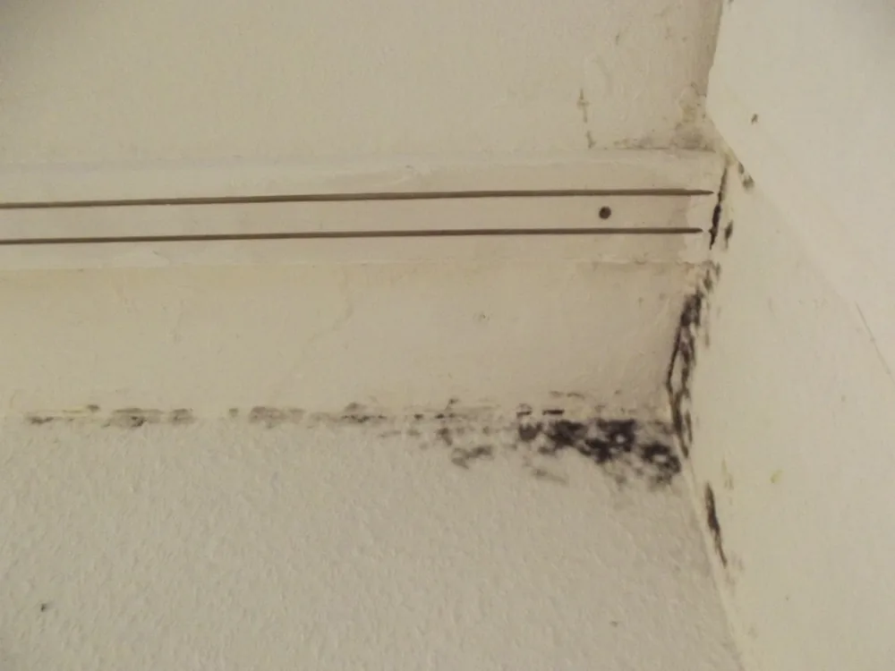 Technician in protective gear removing a mold-damaged wall in a Trenton home